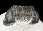 Bargain, Paralejurus Trilobite #47440-2